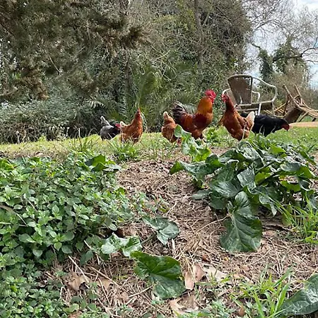 Codol De Fluvia - Casita Torroella de Fluviá